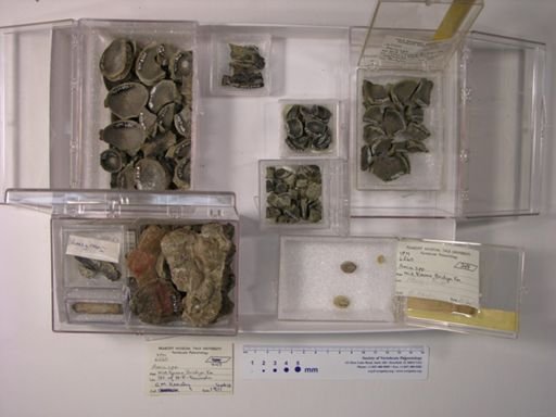 Amia sp.