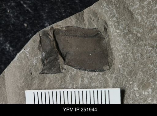Eurypterus sp.