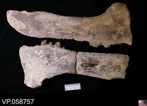 Xiphactinus sp.