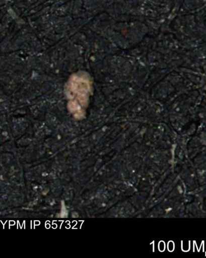 Bimonilina variana