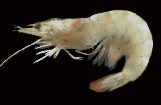 Litopenaeus setiferus