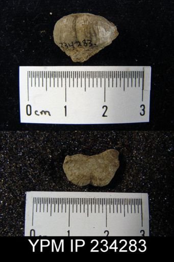 Marginifera wabashensis