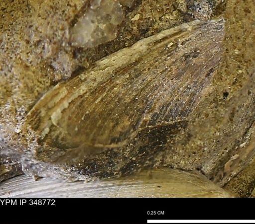 undet. Bivalvia