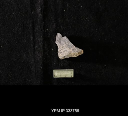 undet. Graptolithina