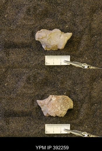 undet. Scaphitidae