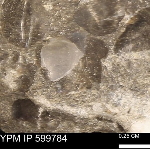 Protocardia subquadrata