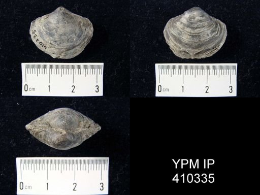 Athyris spiriferoides