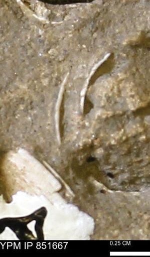 Limopsis striatopunctatus