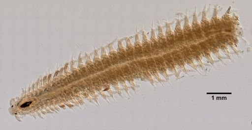 Schistomeringos rudolphii