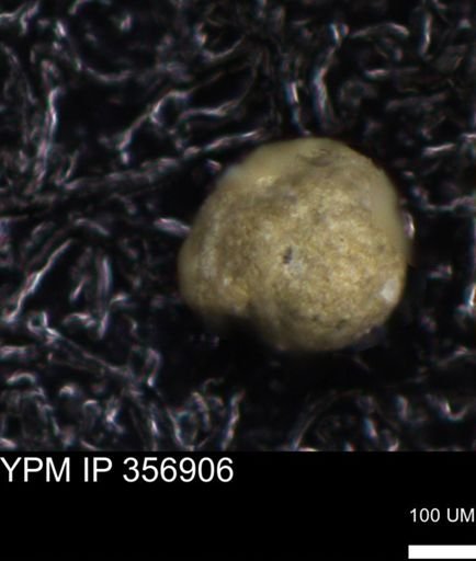 undet. Foraminiferida