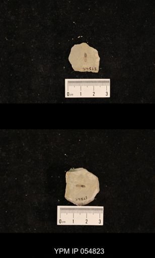 undet. Hexapoda