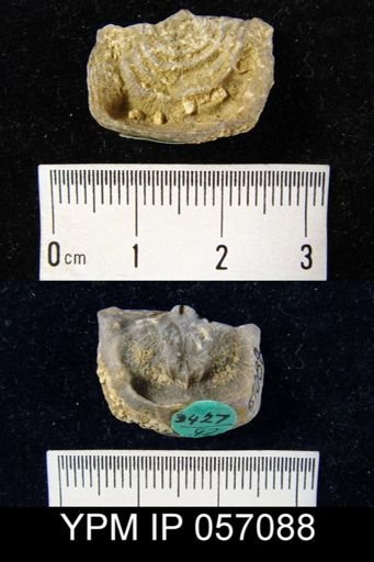 Leptaena rhomboidalis