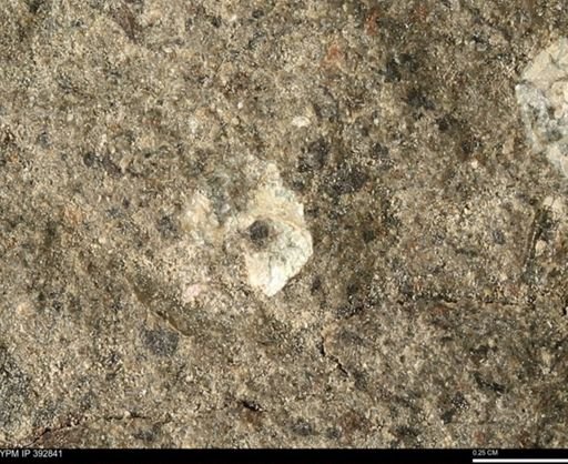 Scaphites sp.