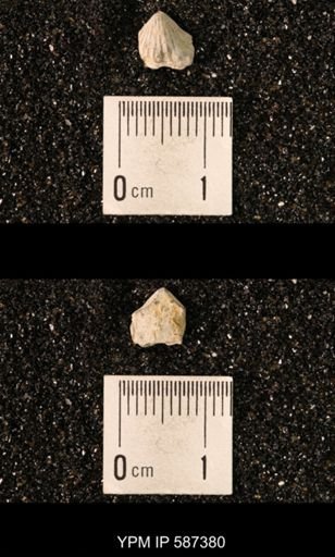 Camarotoechia whitei