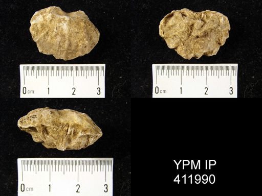 Meekella striatocostata