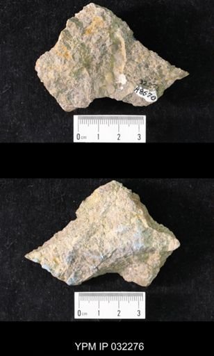 Crepicephalus (Loganellus) montanensis