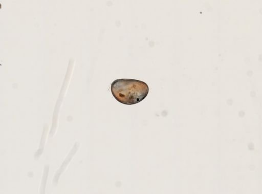 Cypris sp.