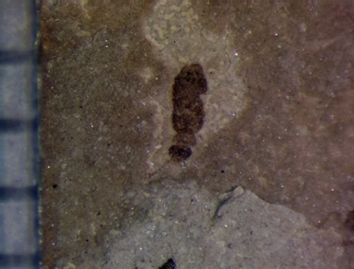 undet. Staphylinidae