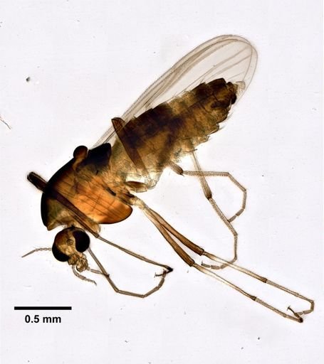 Cricotopus diversus