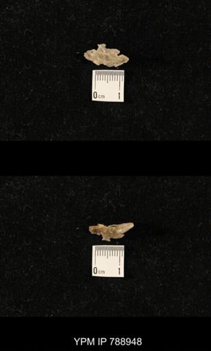 undet. Brachiopoda