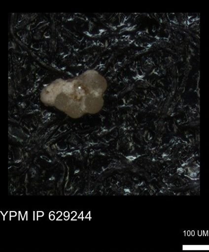 undet. Rugoglobigerinidae