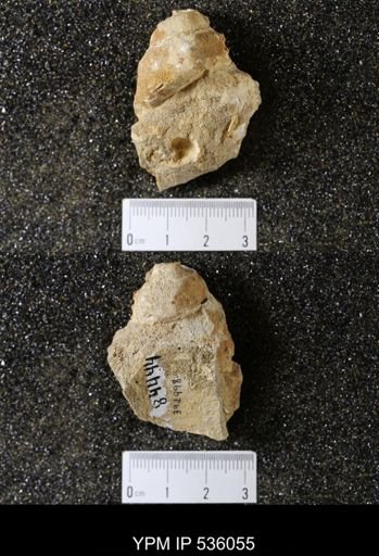 Tulotoma thompsoni