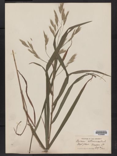Bromus latiglumis