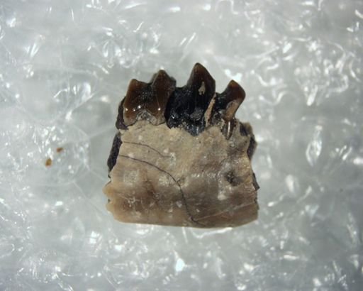 Tetonius