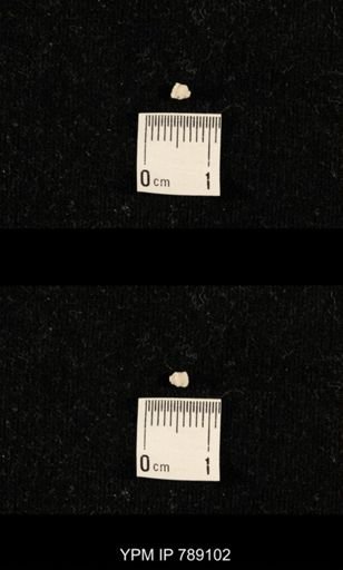 undet. Brachiopoda