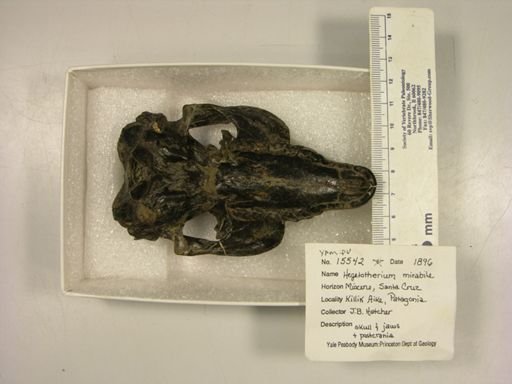 Hegetotherium mirabile