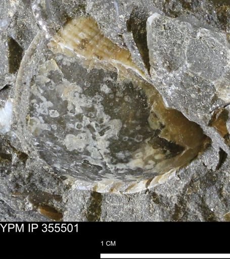 undet. Bivalvia