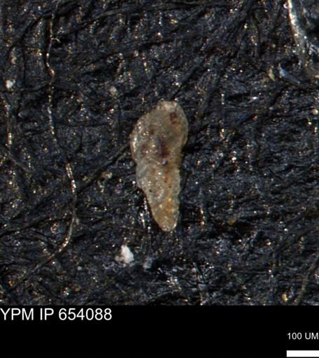 Verneuilina canadensis