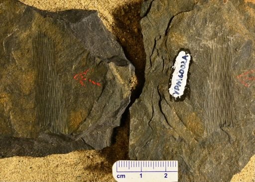 Lepidodendron sp.