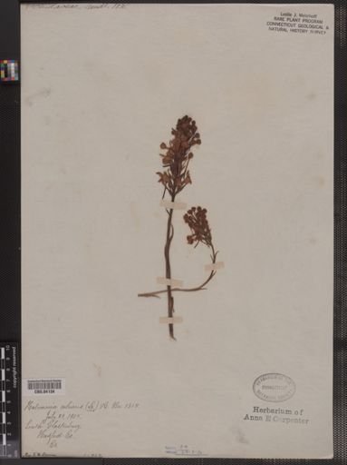 Habenaria ciliaris