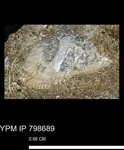 undet. Bivalvia
