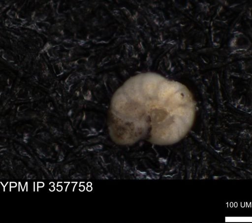 undet. Foraminiferida