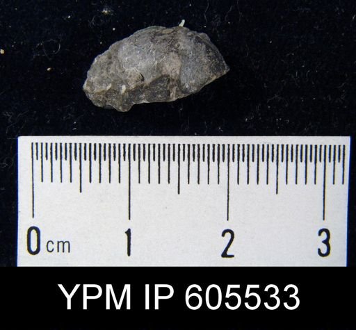 Rhysostrophia sp.