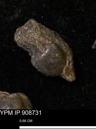 Protocardia sp.