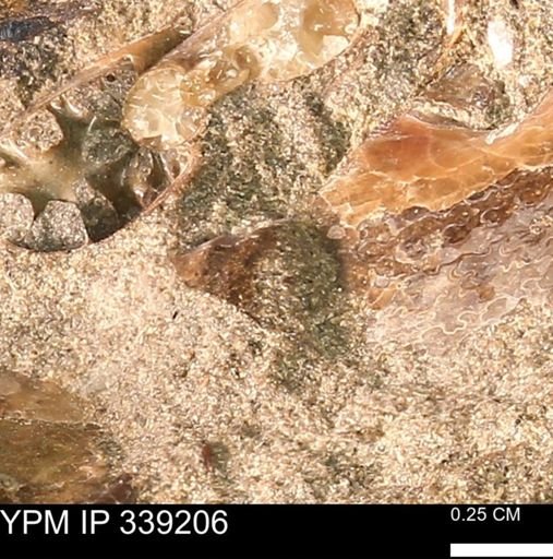 undet. Ammonoidea