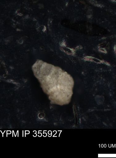 undet. Foraminiferida