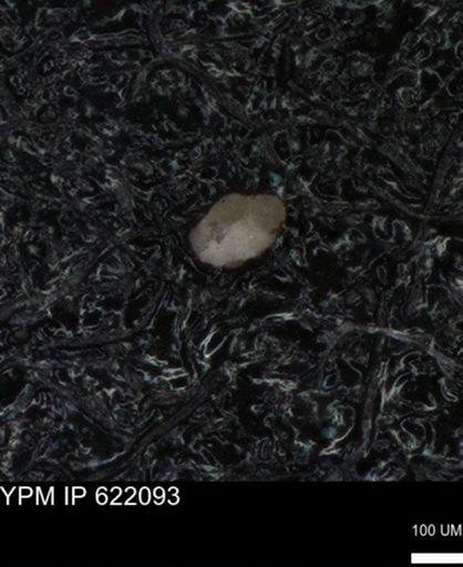 undet. Foraminiferida