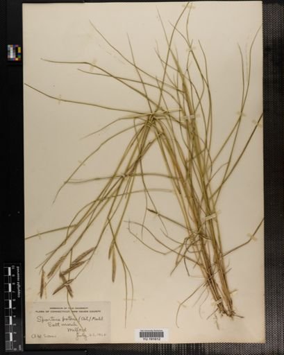 Plantae