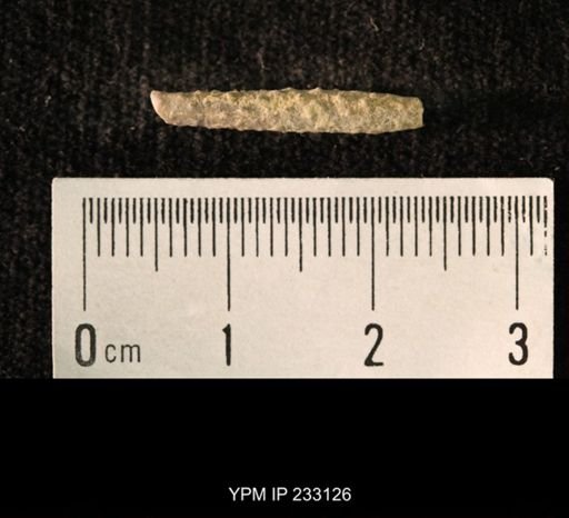 Archaeocidaris sp.
