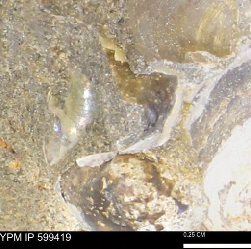 Protocardia subquadrata