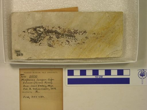 Mioplosus longus