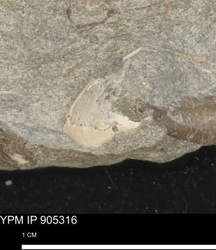 Astacidea?