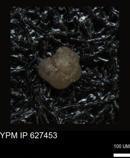 undet. Foraminiferida