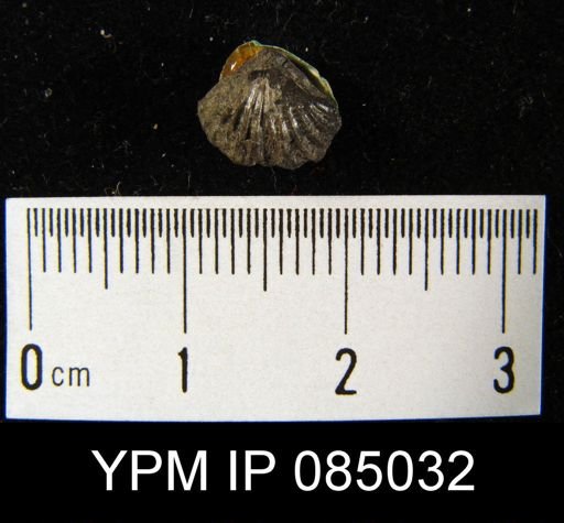 Stegerhynchus whitei