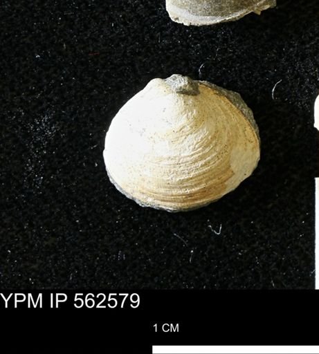 Limopsis striatopunctatus