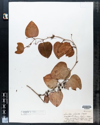 Smilax glauca